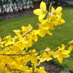 Mansfield landscaping forsythia