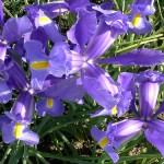 Mansfield landscaping iris