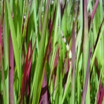 Mansfield landscaping japanese blood grass