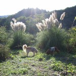 Mansfield landscaping miscanthus