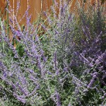 Mansfield landscaping russian sage